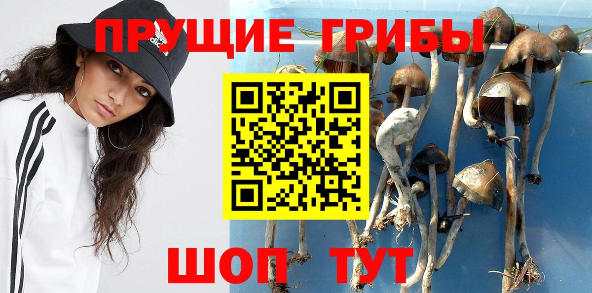 Псилоцибиновые грибы Psilocybe Еманжелинск